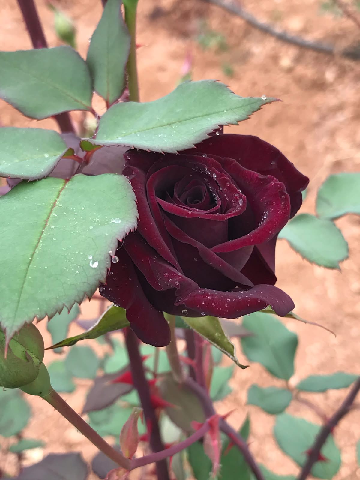 Yapraklarında su damlaları bulunan koyu bordo karagül